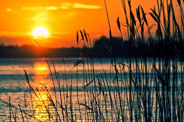 Schilfmeer
